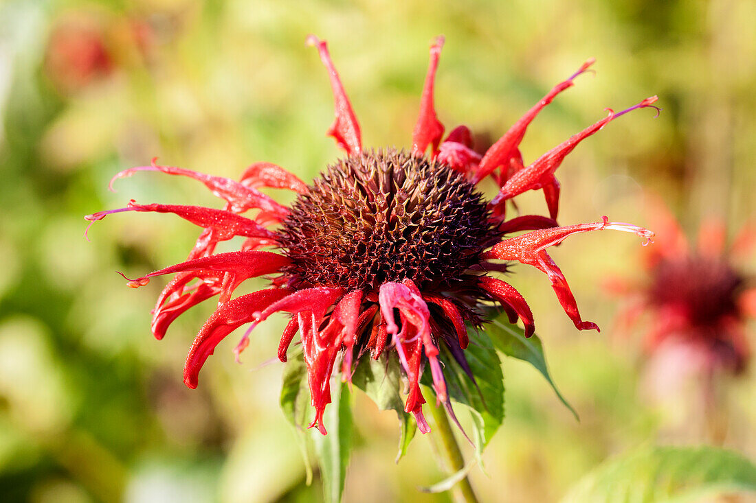 Monarda didyma 'Squaw'