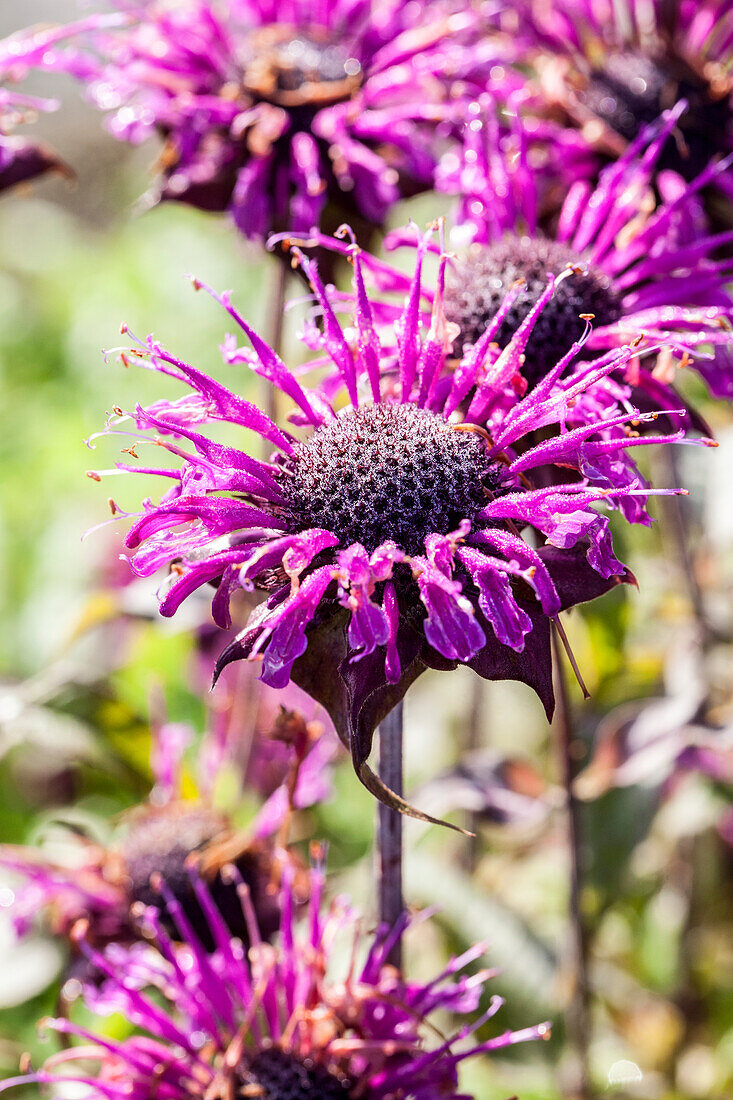 Monarda fistulosa 'Scorpion'