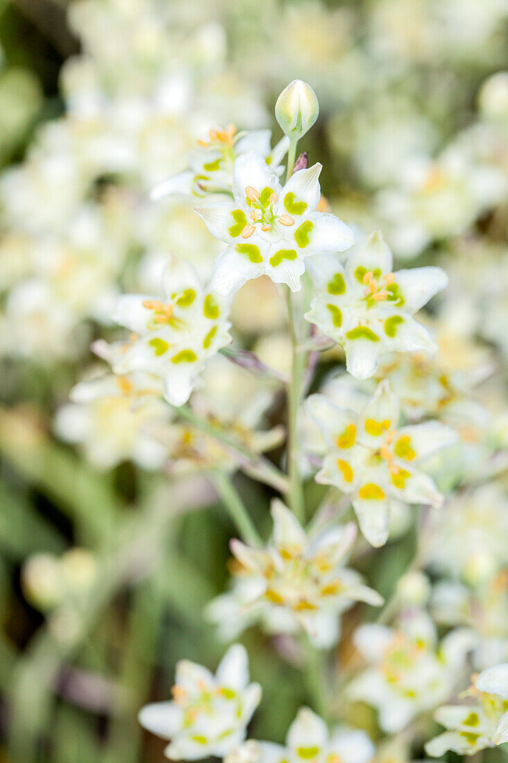 Zigadenus elegans 'Punch'