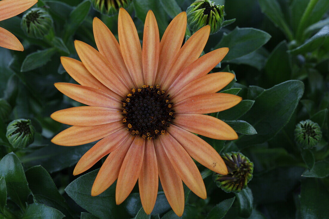 Osteospermum 'Margarita'