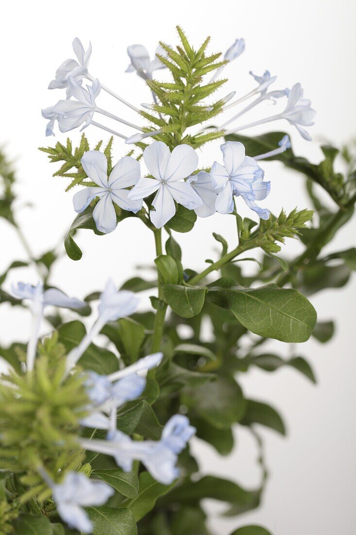 Plumbago auriculata