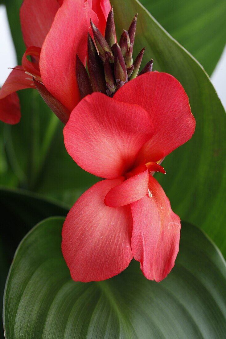 Canna Cannova® 'Red Shades'