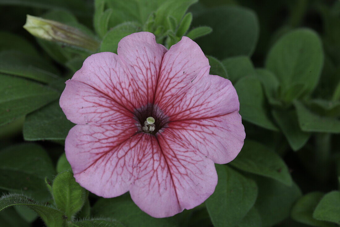 Petunia 'Surfinia® Pink Vein