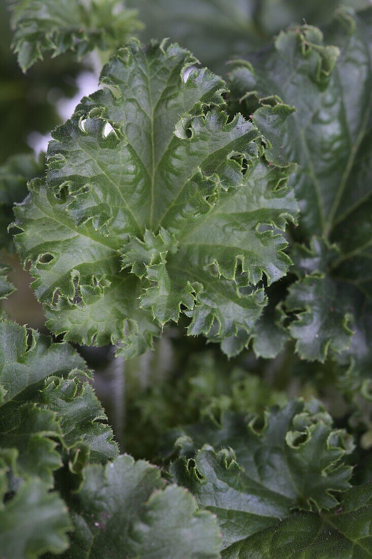 Heuchera x cultorum