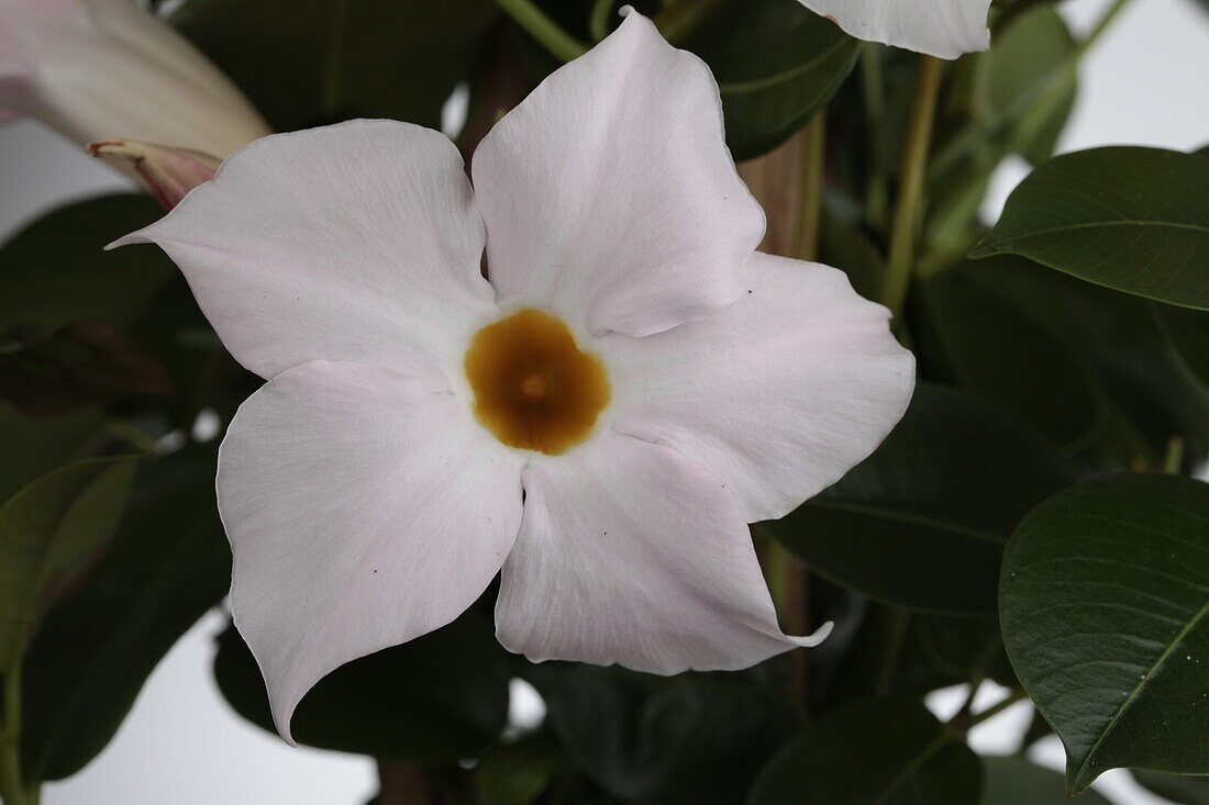 Mandevilla sanderi