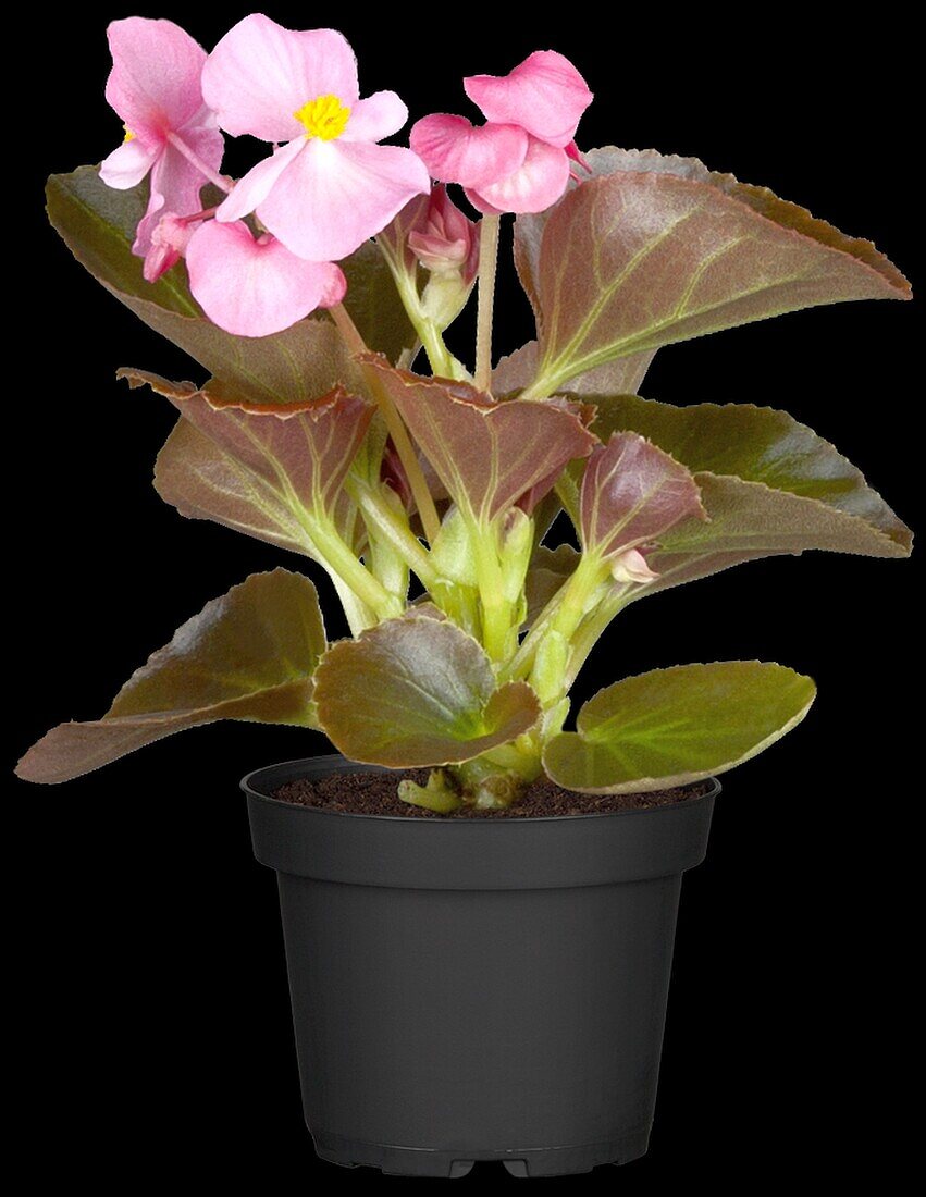 Begonia semperflorens, rosa