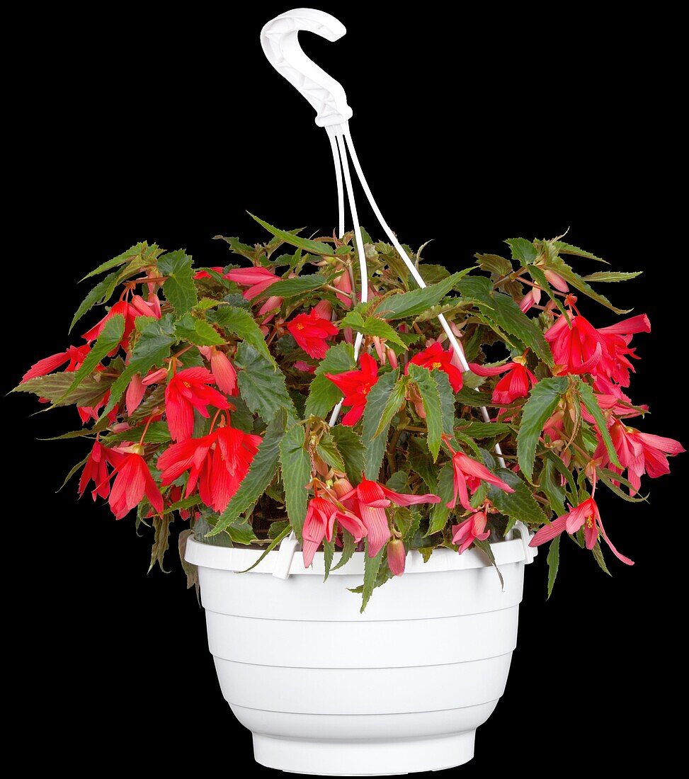 Begonia pendula, red