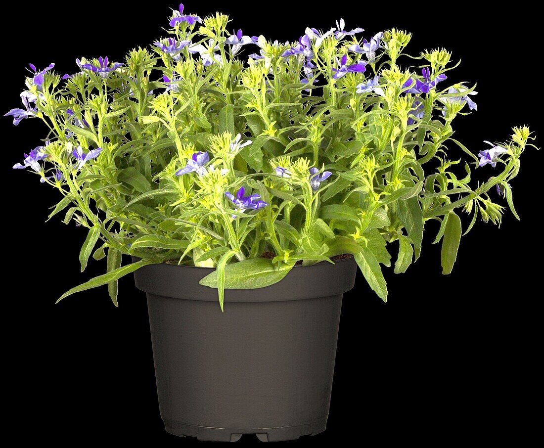 Lobelia erinus 'Richardii