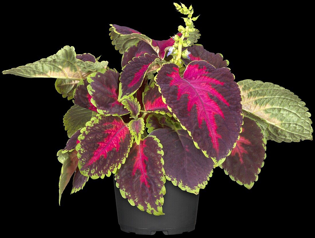 Coleus blumei