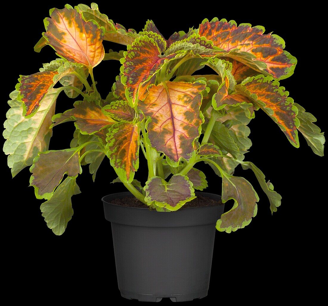 Coleus blumei