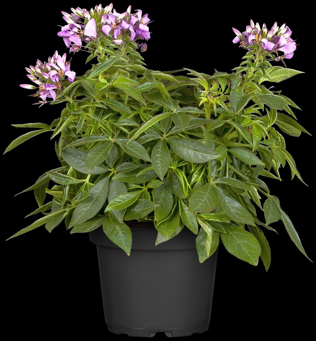 Cleome spinosa