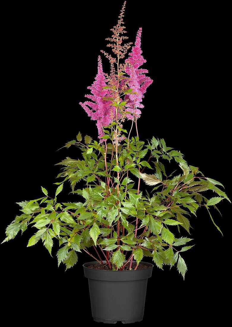 Astilbe x arendsii, rosa