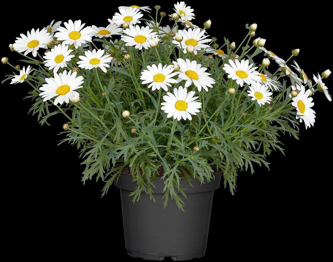 Argyranthemum frutescens 'Everest'