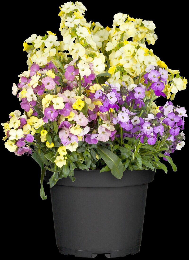 Erysimum cheiri