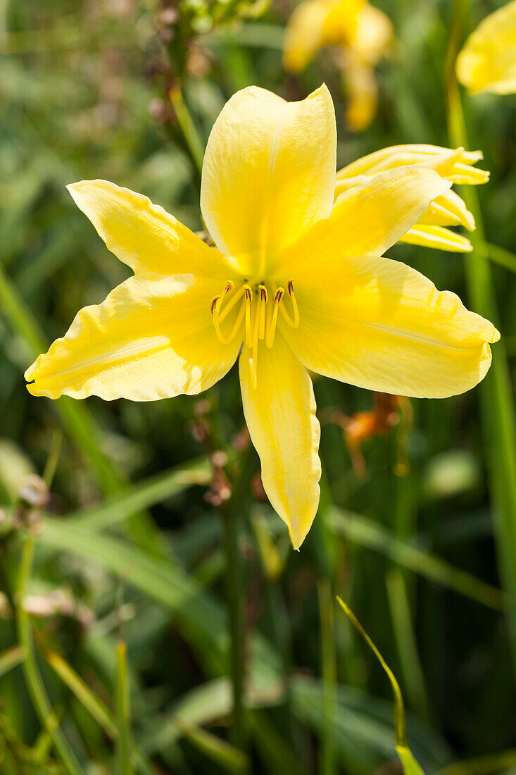 Hemerocallis