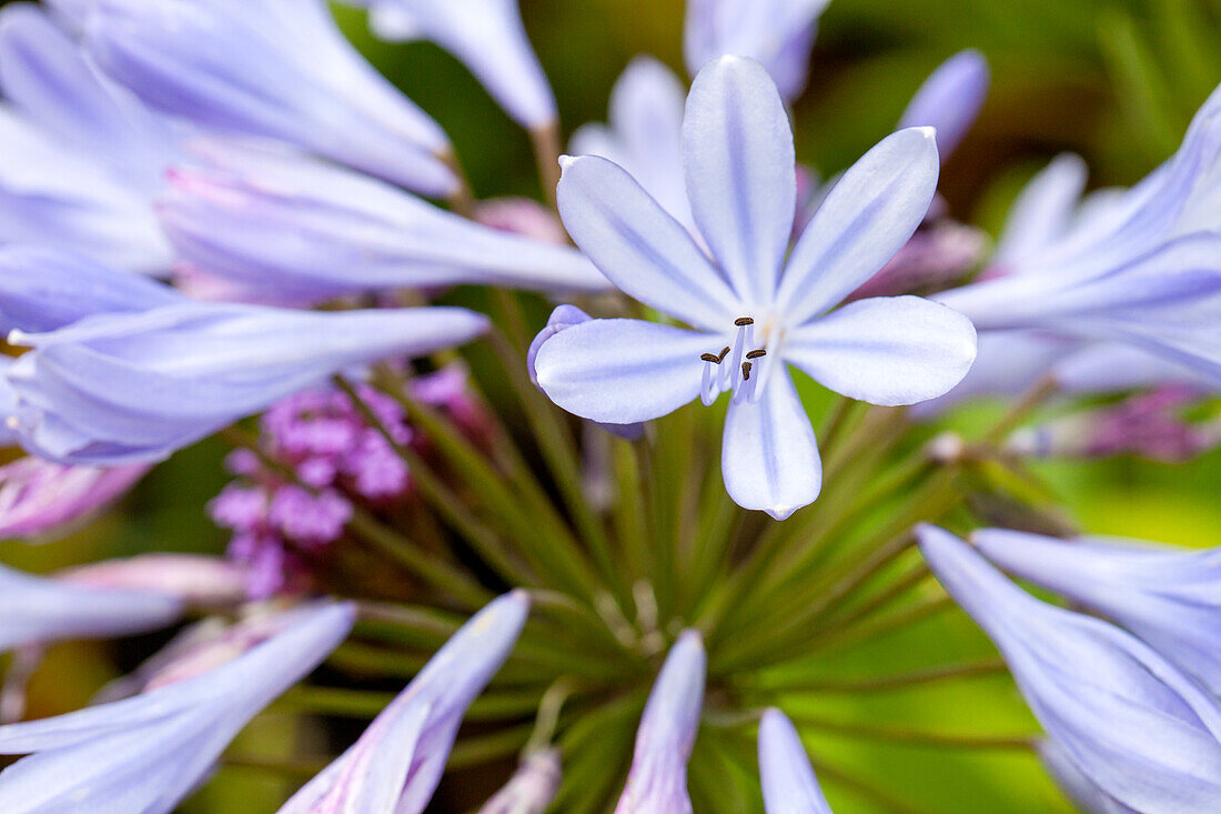 Agapanthus africanus