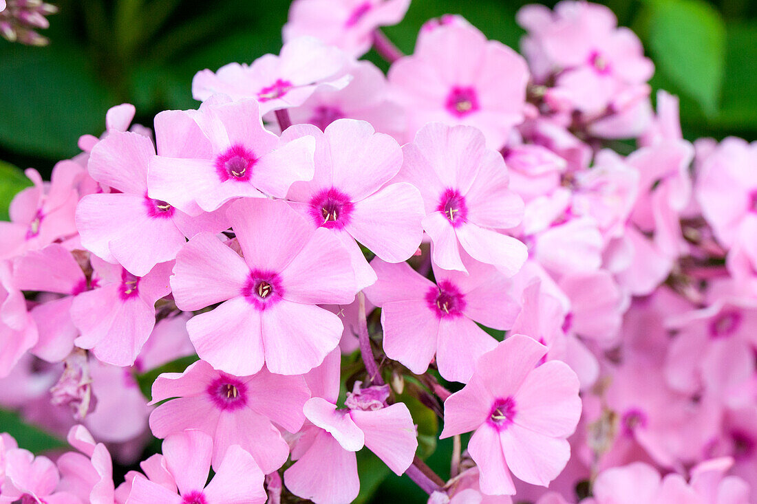 Phlox paniculata