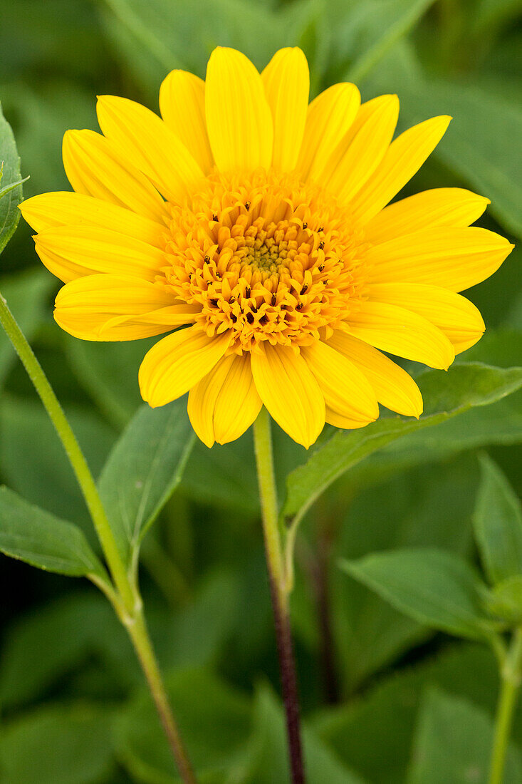 Helianthus decapetalus 'Capenoch Star'