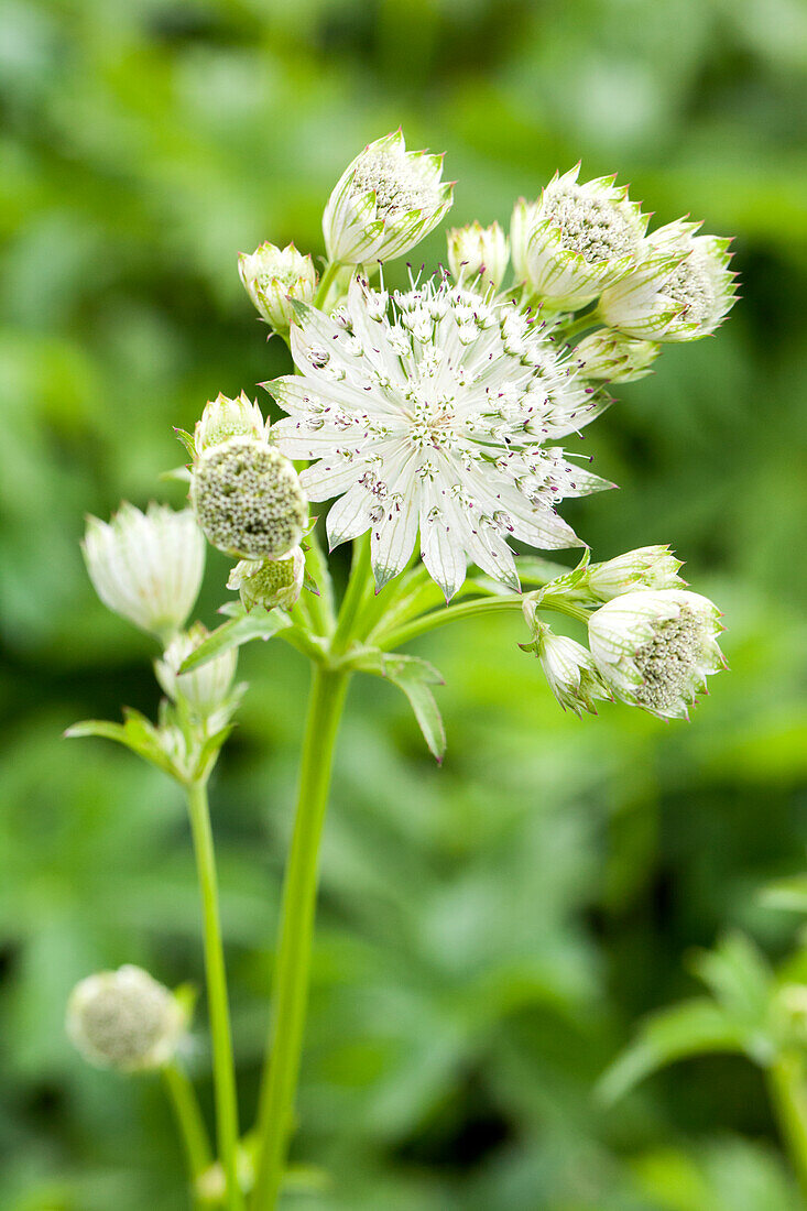 Astrantia major 'Shaggy