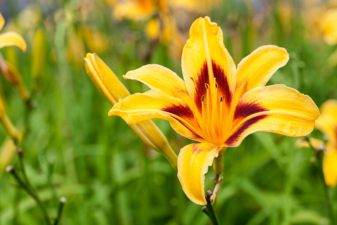 Hemerocallis