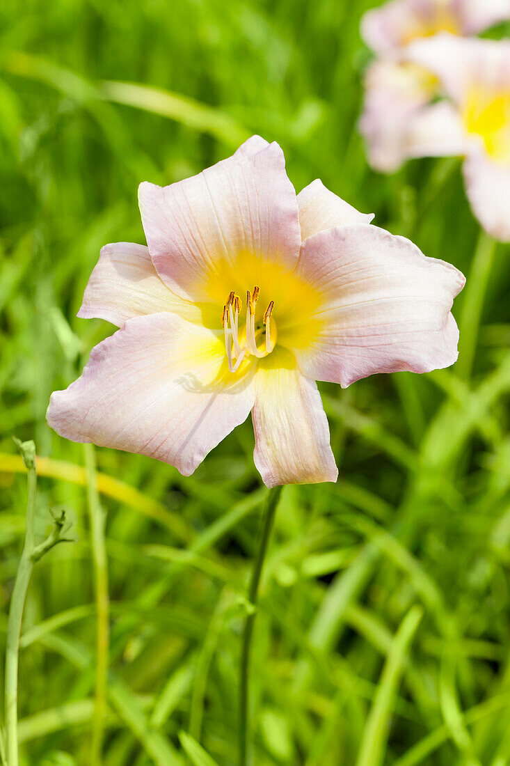 Hemerocallis Catherine Woodberry