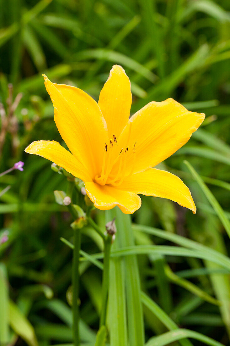 Hemerocallis