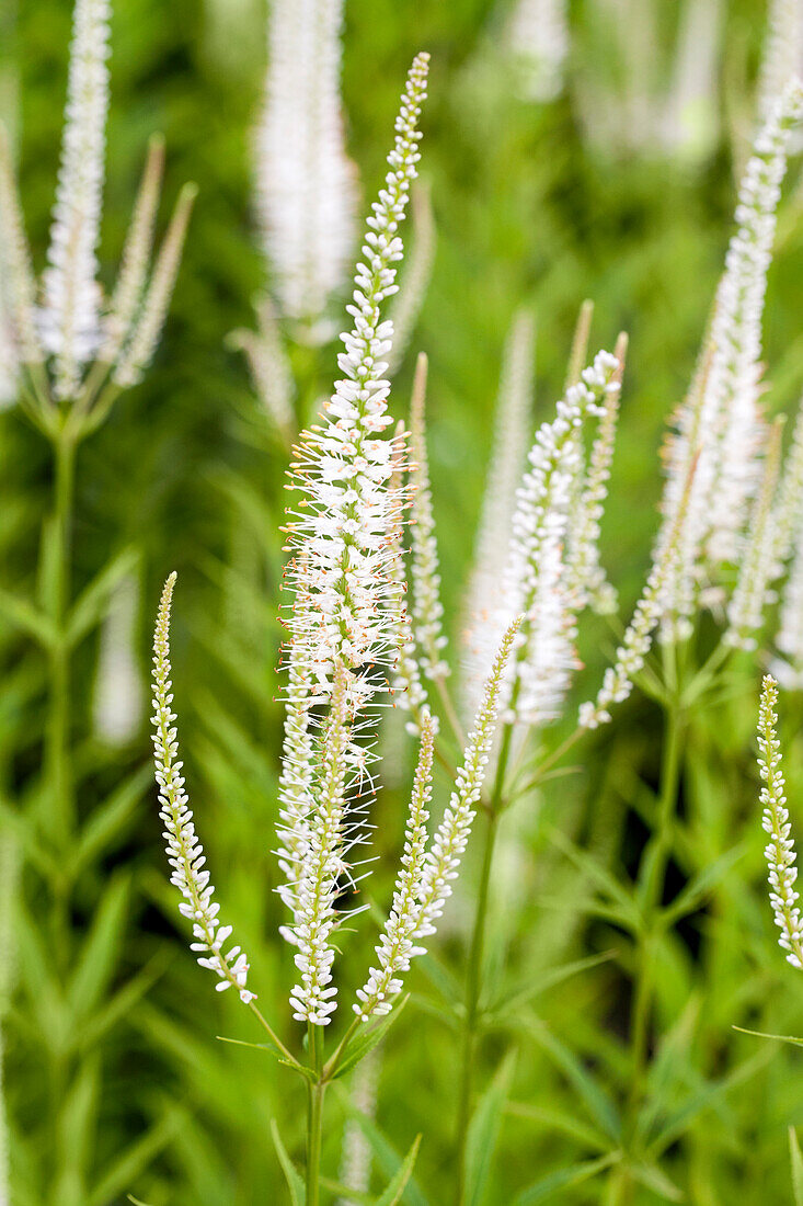 Veronicastrum virginicum Album