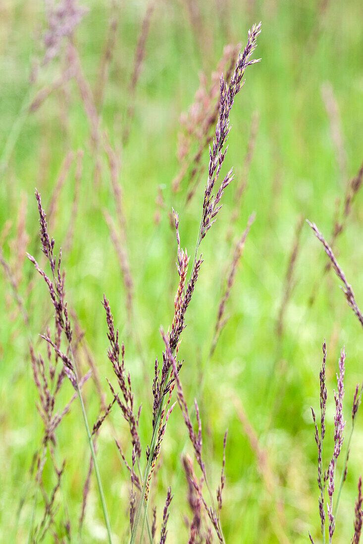 Molinia caerulea 'Edith Dudszu