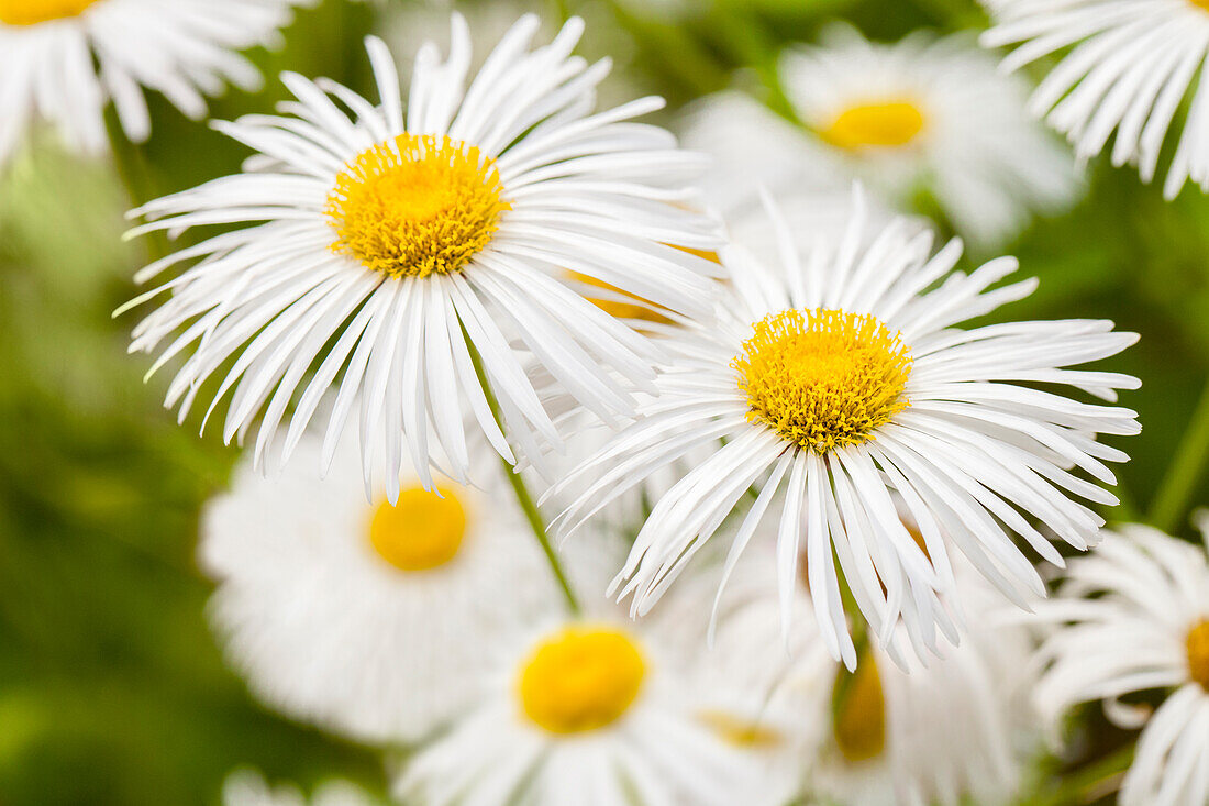 Erigeron 'Summer snow