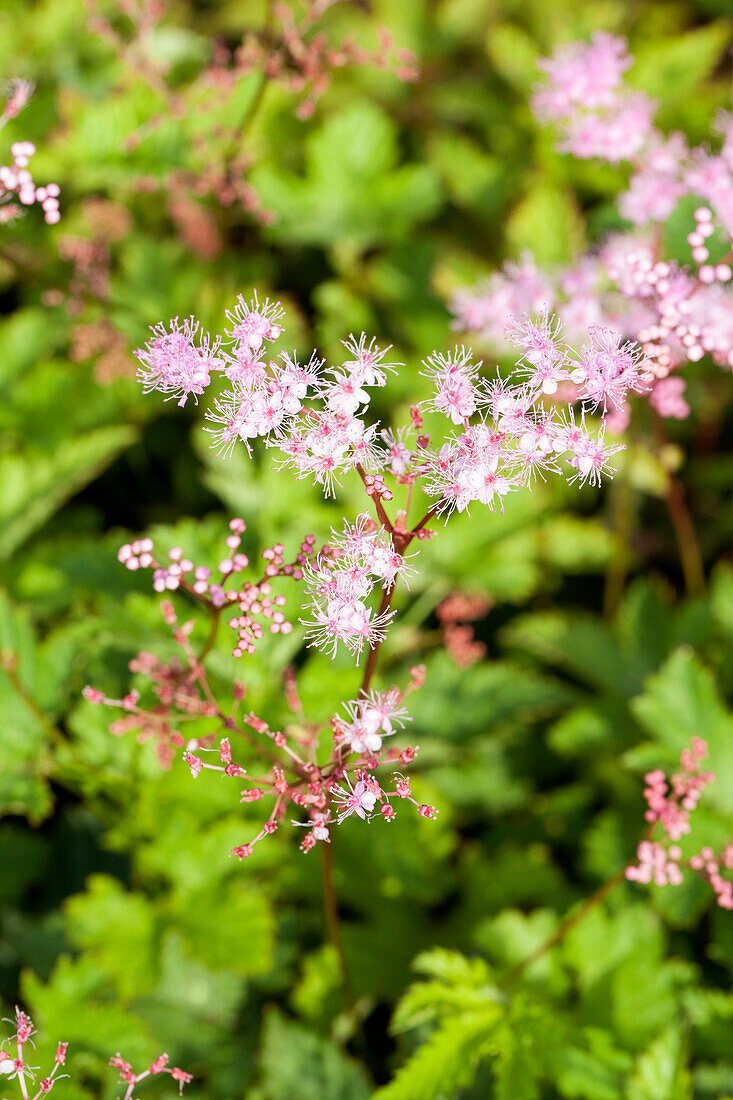 Filipendula palmata 'Kahome'