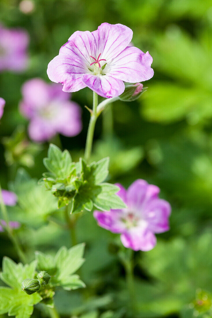 Geranium endressii