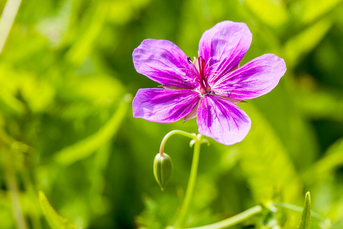 Geranium pratense