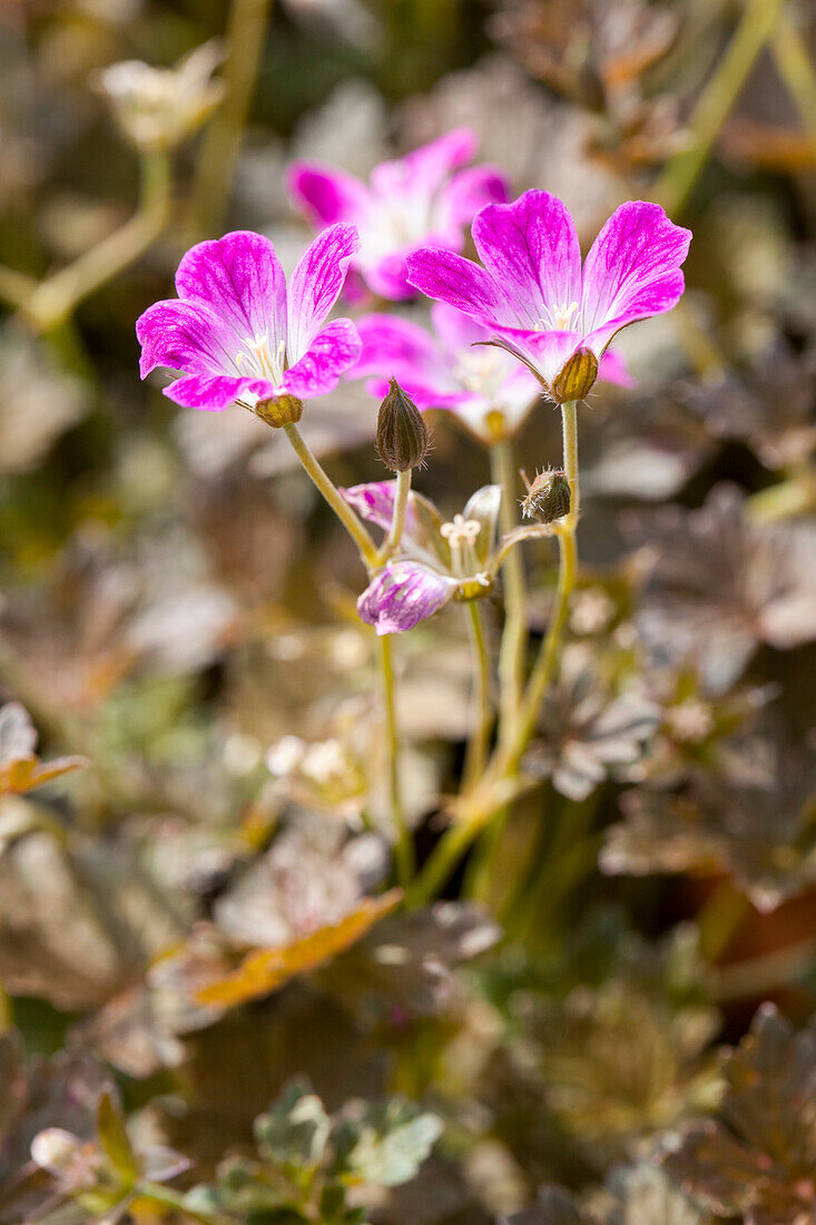 Geranium 'Orkney Cherry'(s)