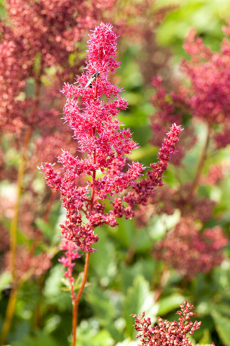 Astilbe x arendsii