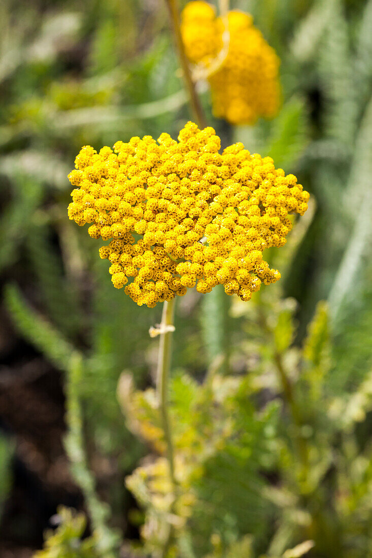 Achillea filipendulina