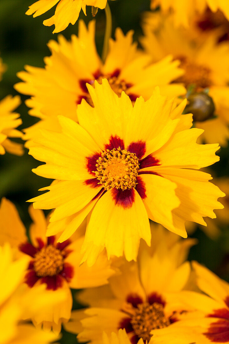 Coreopsis lanceolata 'Sterntaler' (star gazer)