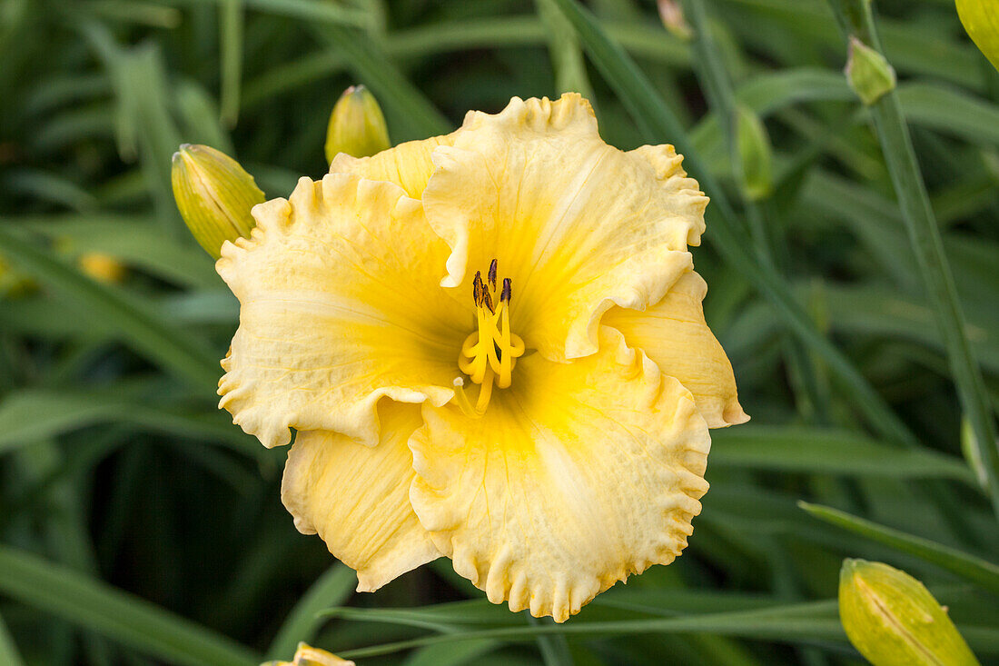 Hemerocallis 'Taunus Chimera