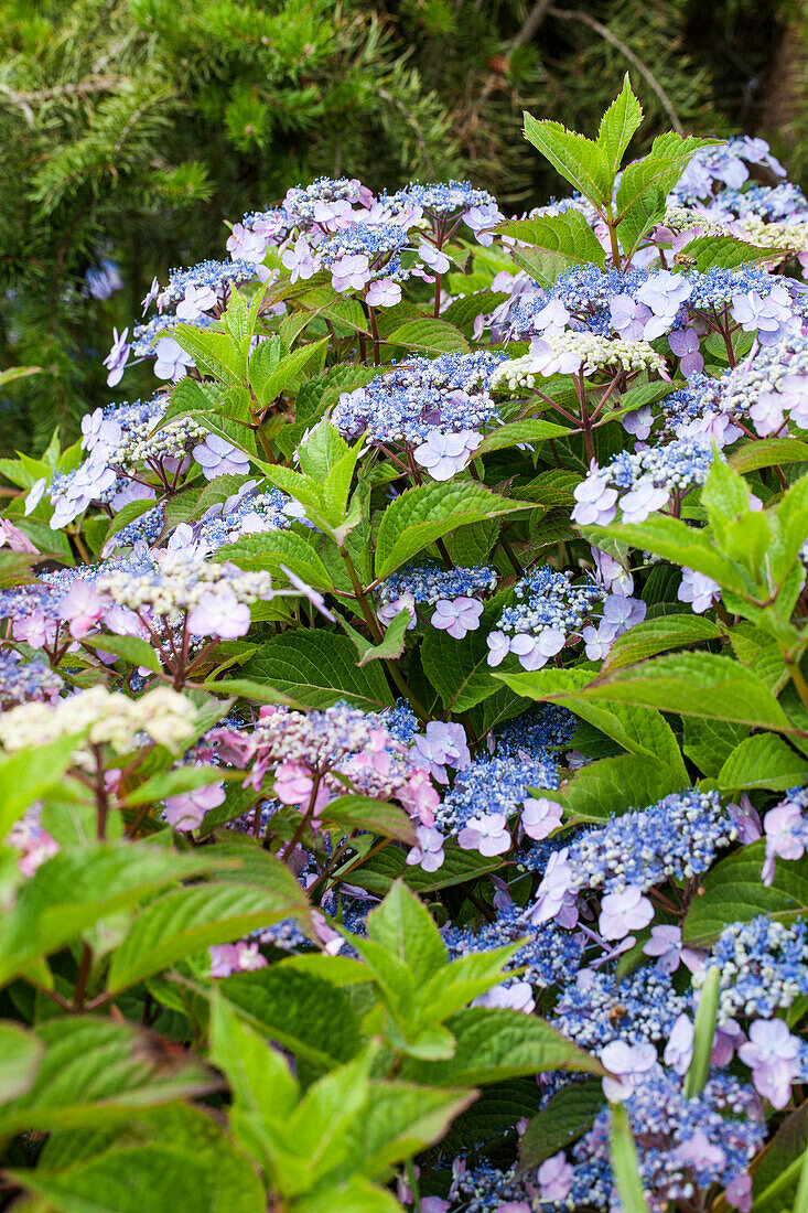 Hydrangea serrata 'Maiko'