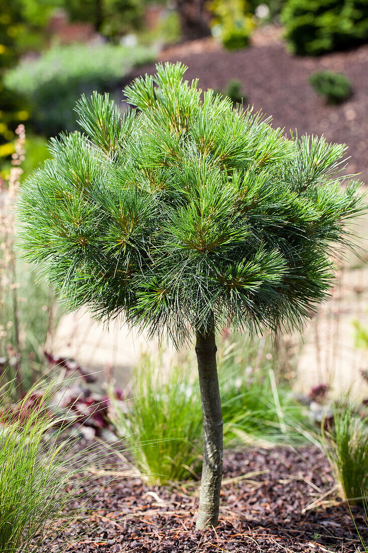 Pinus strobus 'Radiata'