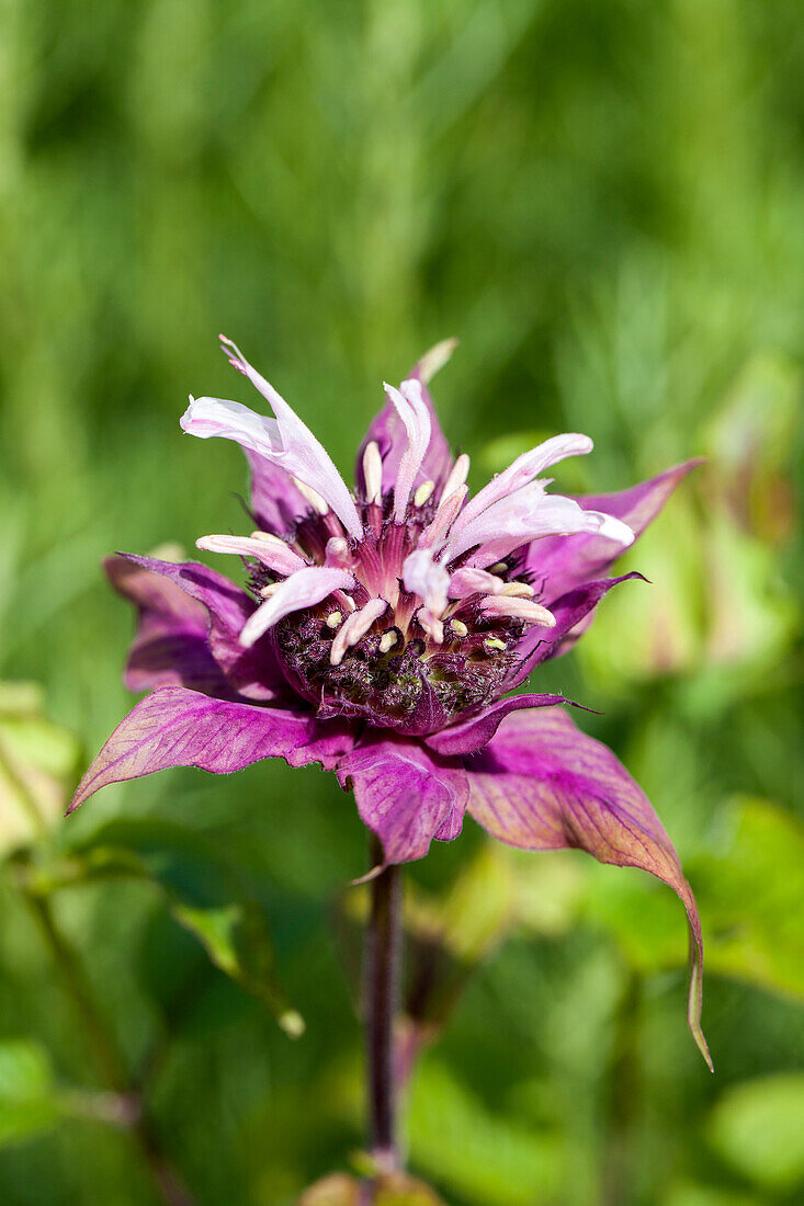 Monarda didyma