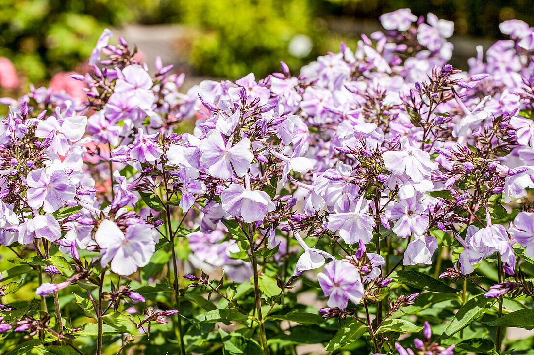 Phlox paniculata 'Prospero'