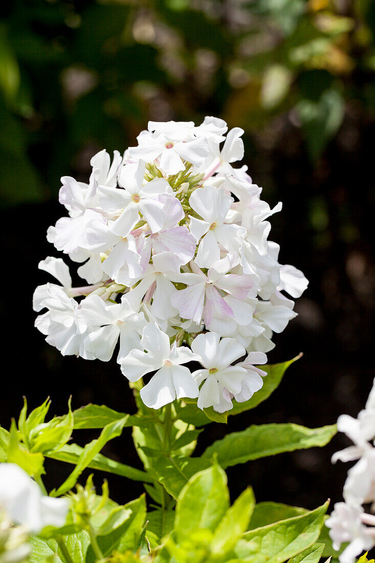 Phlox paniculata 'White Flame'