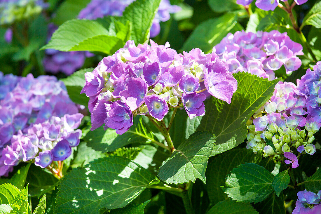 Hydrangea macrophylla