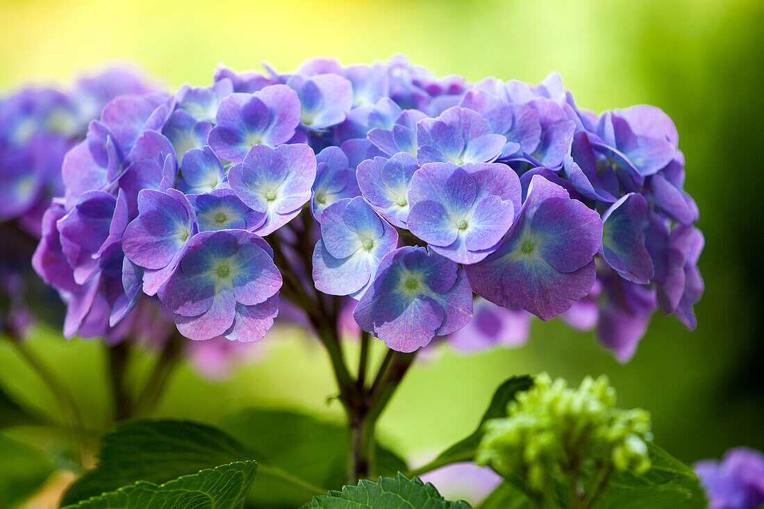 Hydrangea macrophylla