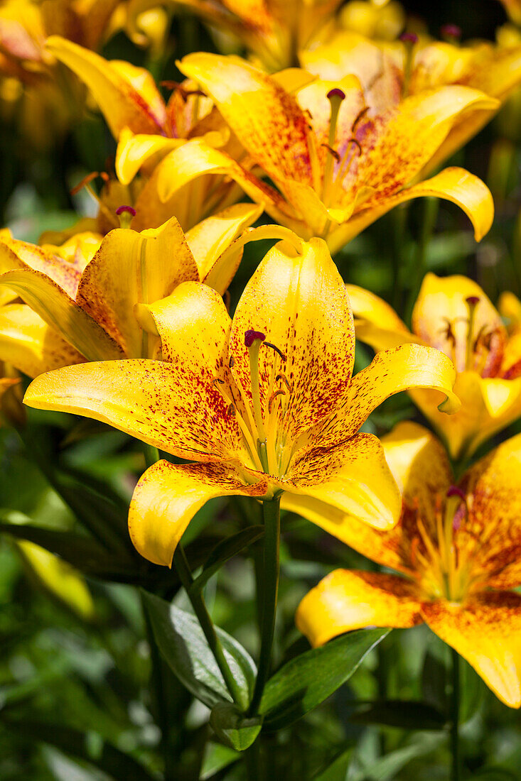 Lilium 'Golden Stone