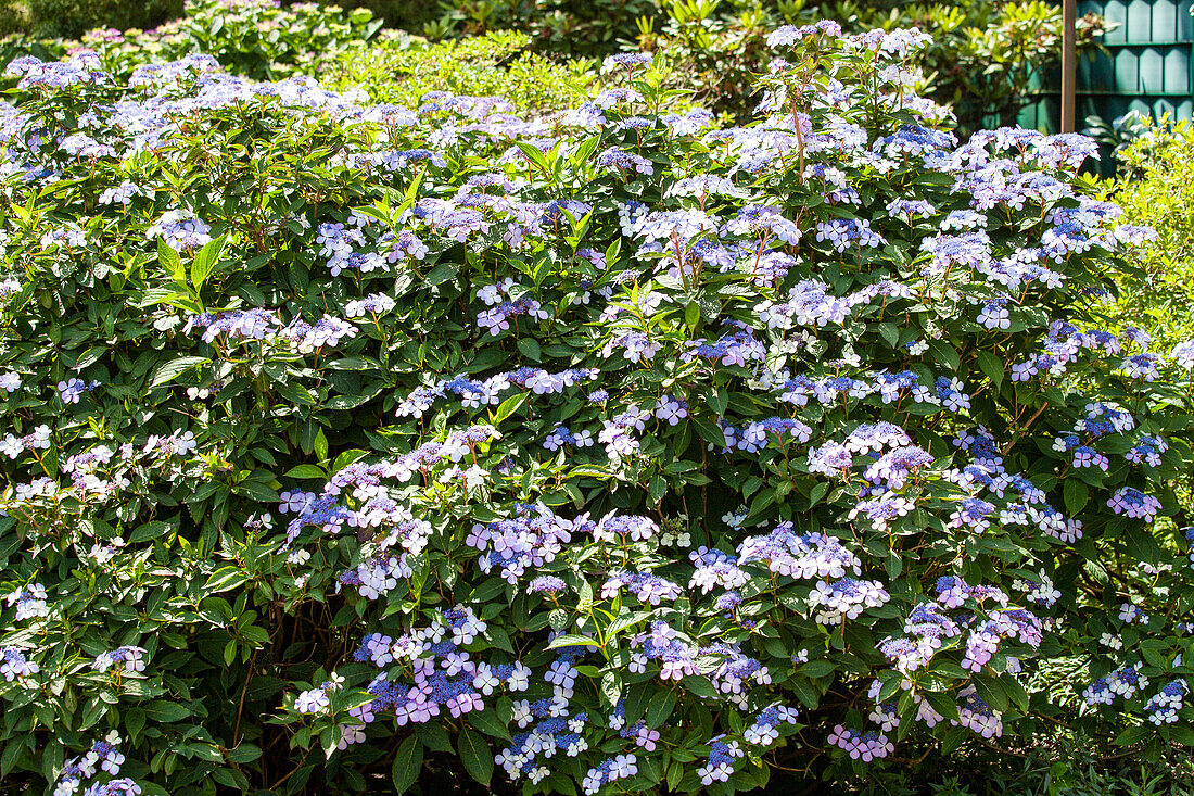 Hydrangea macrophylla 'Bodensee'