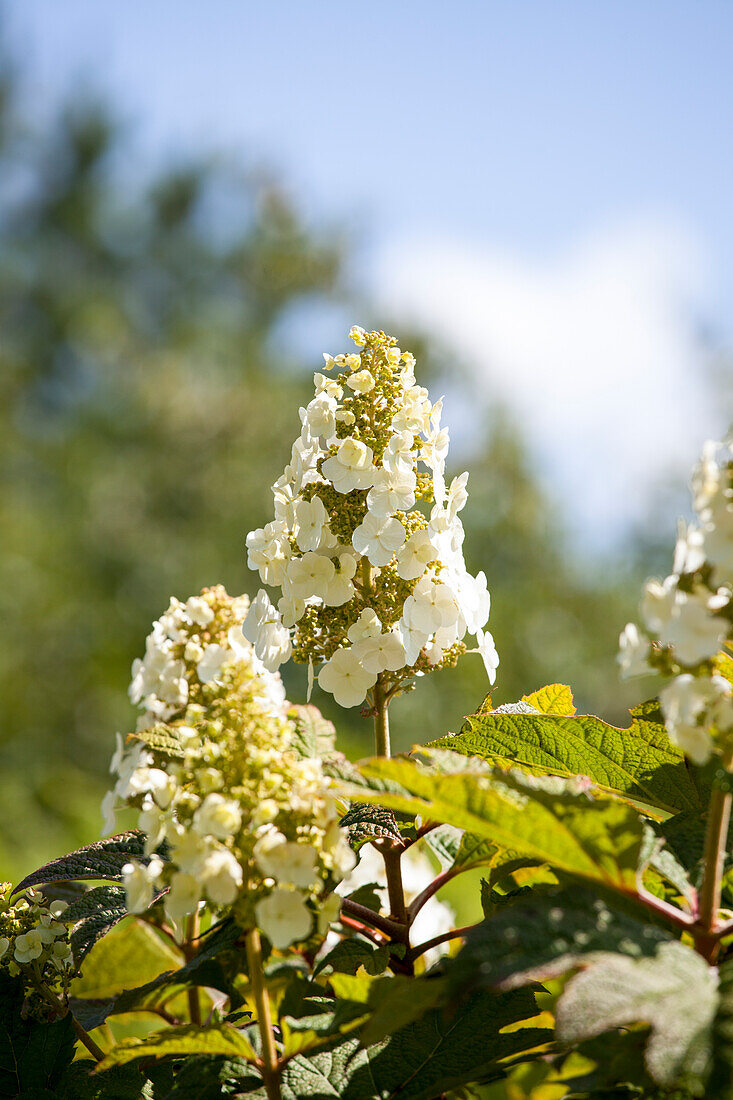 Hydrangea quercifolia Applause