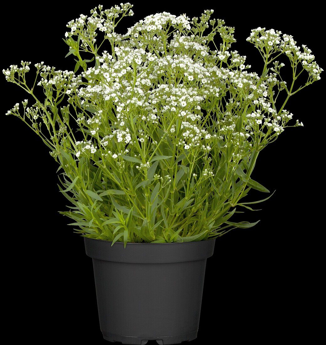 Gypsophila paniculata