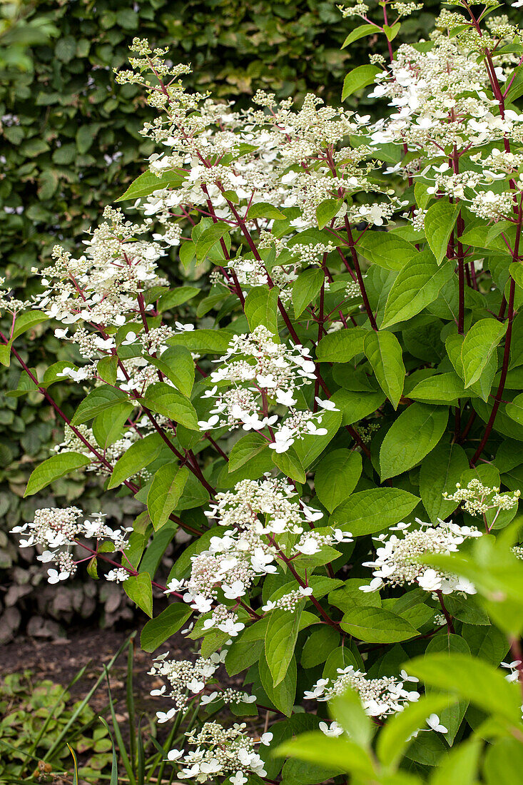 Hydrangea paniculata 'Wim´s Red'(s)