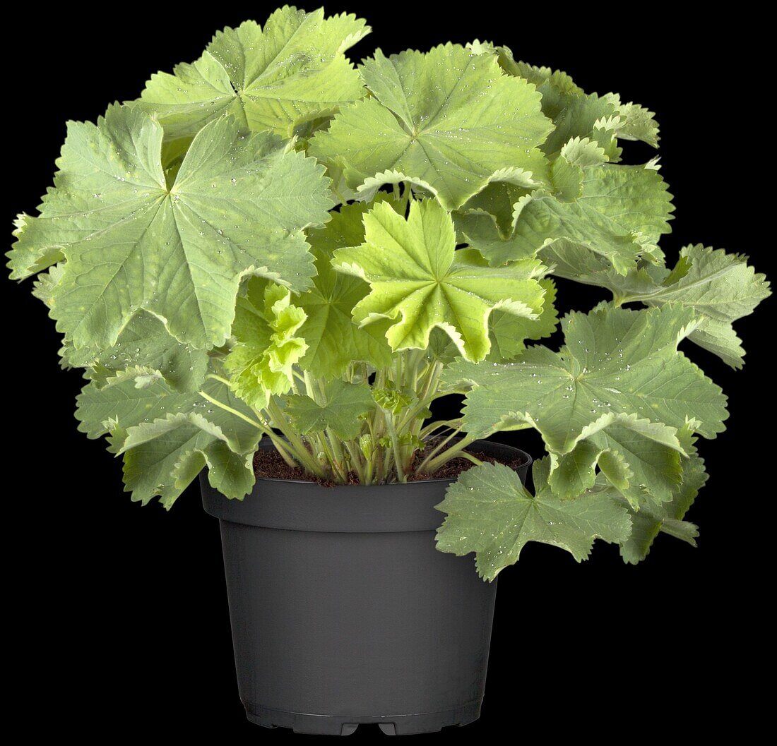 Alchemilla mollis